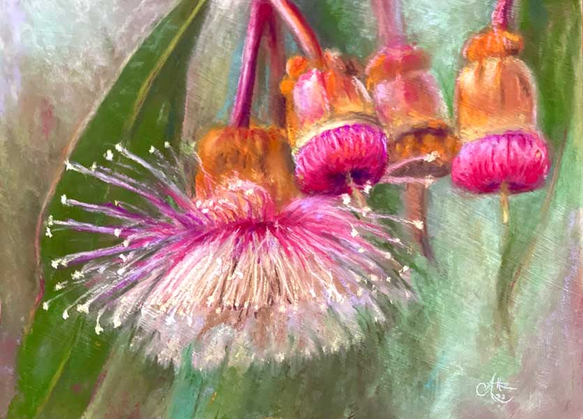 Gum Nut Blossoms by Chrysti Atkins Fine Art Artist Bendigo