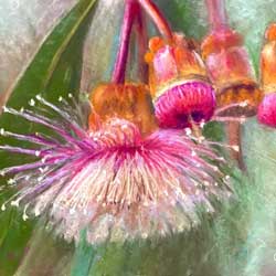 Gum Nut Blossoms by Chrysti Atkins Fine Art Artist Bendigo