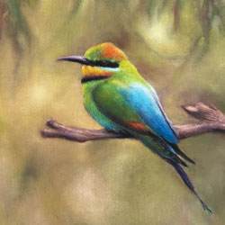 Rainbow Bee-Eater by Chrysti Atkins Fine Art Artist Bendigo